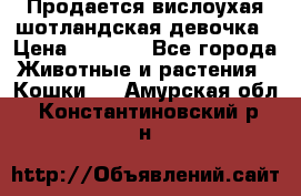 Продается вислоухая шотландская девочка › Цена ­ 8 500 - Все города Животные и растения » Кошки   . Амурская обл.,Константиновский р-н